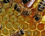 Bee Hexagon Use